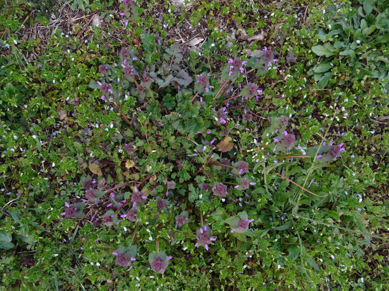 Lamium purpureum / Falsa ortica purpurea